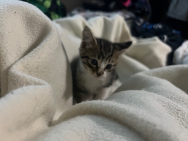 tabby kittens!π