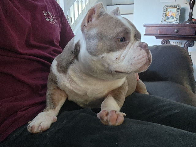 American Bulldog – 🐶 Adorable American Bully Puppy – Ready for a Loving Home! – Oceanside