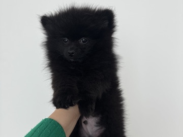 Pomeranian - Pomeranian boy available for adoption in Dubai
