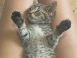 tabby kitten! – Brooksville