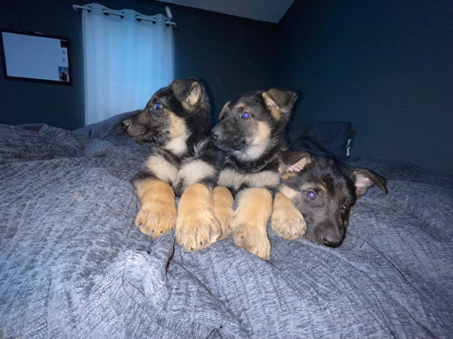 German Shepherd – German Shepherd Dog