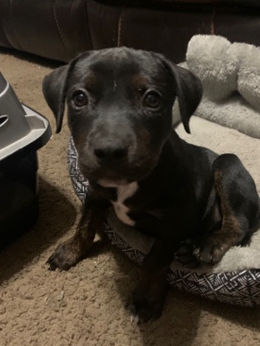 labrastaff female 2mth old