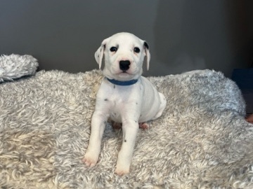 Dalmatian – Baloo – Las Vegas
