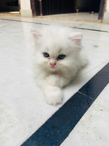 Persian (Modern) – selling urgently persian cat