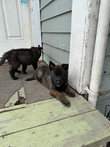 Belgian Shepherd Dog (Malinois) – take these nice pups to a good home