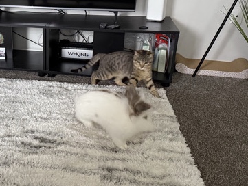Lionhead – Friendly Lionhead Rabbit for Rehoming – University Place – University Place