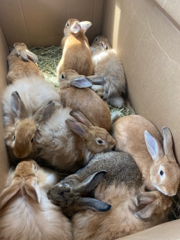 bunnies