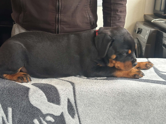 Rottweiler – 2 Beautiful and Playful Rottweiler Puppies KC registered – London