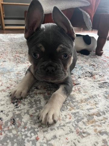 French Bulldog – French Bull Dog Puppy