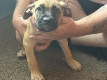 Cane Corso - American Pit Corso available for adoption in Browns Mills