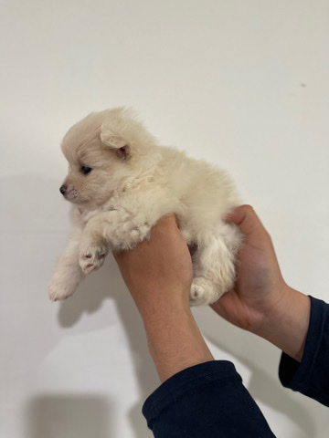 Pomeranian – Pomeranian