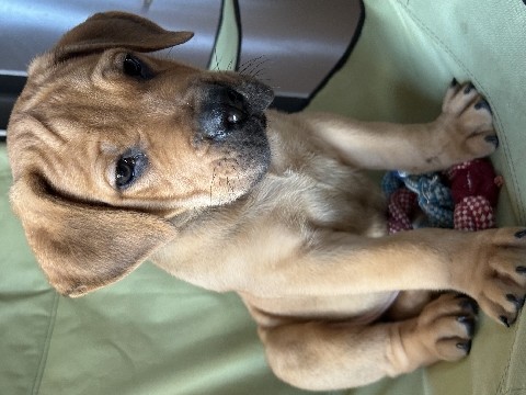 Boerboel – South African boerboel puppies for sale – Peru