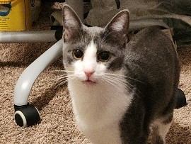 American Shorthair – My Son Oatmeal – Tyler
