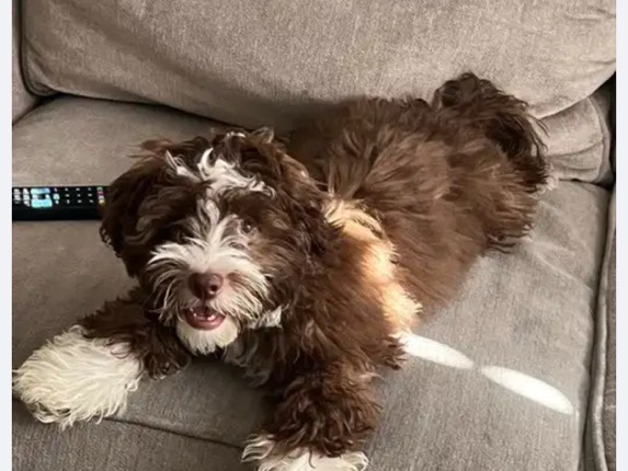 Maltipoo – Maltipoo – Fremont