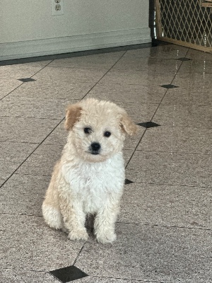 Maltese – Maltese poodle mix – Boulder Creek