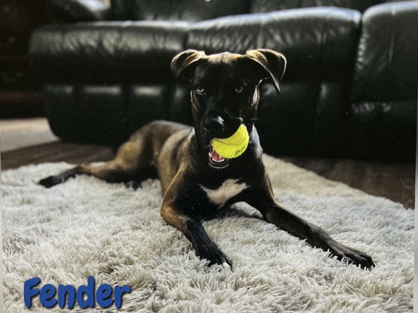 Belgian Shepherd Dog (Malinois) – Loving & Energetic Malinois MIX – Katy