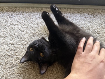 American Shorthair – My Boy needs a New Home – Little Rock