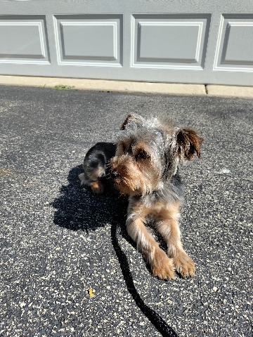 Yorkshire Terrier – 2 Year Old Yorkshire Terrier