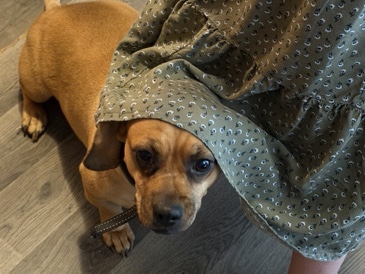 Chihuahua – Chiweenie (chihuahua and dachshund) – Sedalia