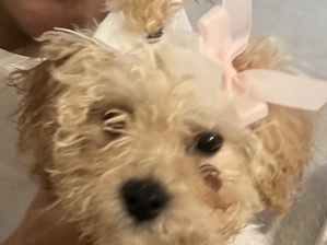 Maltipoo – female maltipoo puppy – High Point