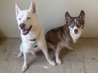 2 Siberian huskies 
