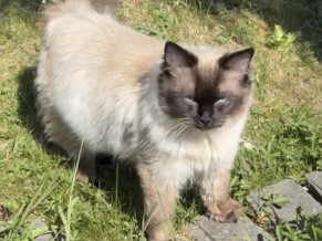 Ragdoll – ragdoll boy / send offers – London