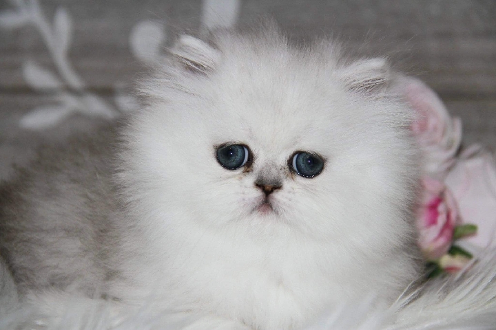 Persian (Traditional) – persian kittens
