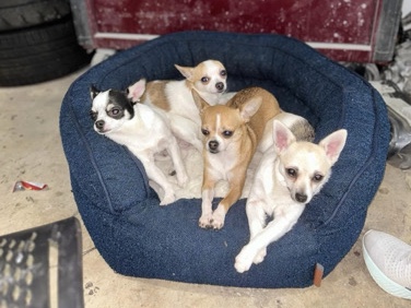 Chihuahua – chihuahua – Winston-Salem