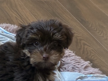 Yorkie Poo – Yorkiepoo – San Francisco