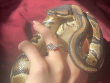 Ball Python – ball python male – Southport