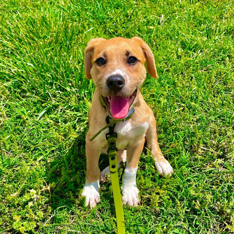 Golden Retriever – This is Prince 👑