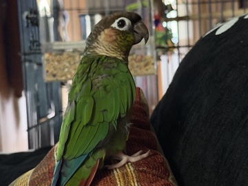 Conure – Young Conure Available for Rehoming – 1 Year Old in Gettysburg – Gettysburg