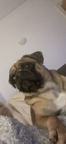 Pug – Leo the pug