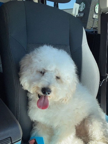 Selling Mini Poodle