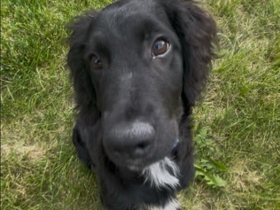 English Cocker Spaniel – Mickey will include everything!!