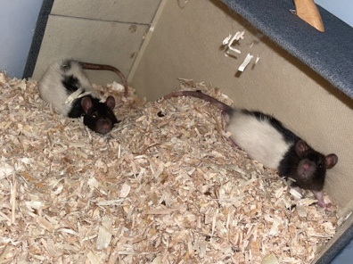 2 rats under a year – Franklin