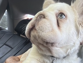 French Bulldog – Fluffy super rare french bulldog – Weston Lakes