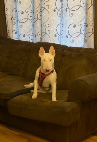 Bull Terrier (Miniature) – selling strong miniature bull terrier^
