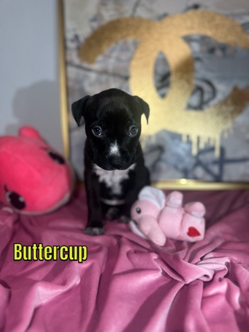 American Pit Bull Terrier – Pitbull Puppies