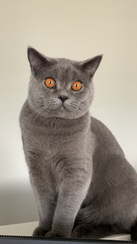 British Shorthair – british shorthair