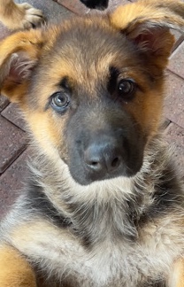 German Shepherd – German Shepherd Puppy