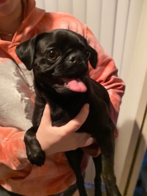 Pug – friendly cute pugs:)