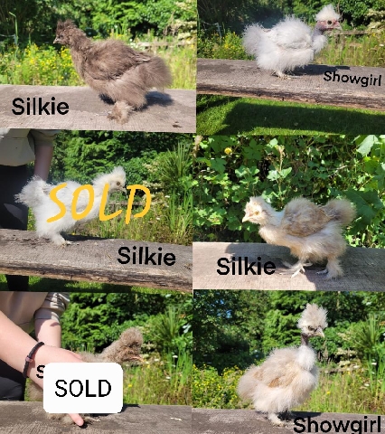 7 week old silkie chickens for sale.