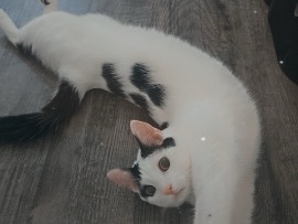 American Shorthair – Giving Cal a fighting chance – Carrollton