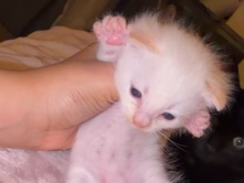 kitten – Los Angeles