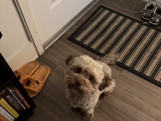 Shih Poo – puppy to rehome – Glendale