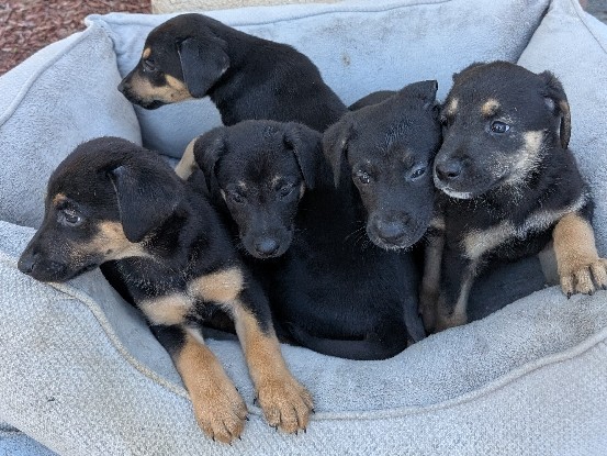 Mixed Breed – Rehoming Puppies – Winchester