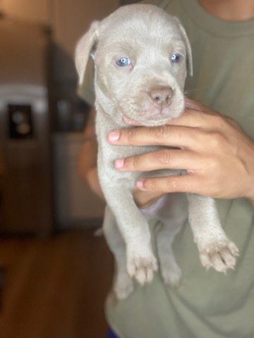 American Pit Bull Terrier – 8 week old puppies