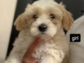 Yorkie Poo – Yorkie puppies ready for new homes – San Francisco