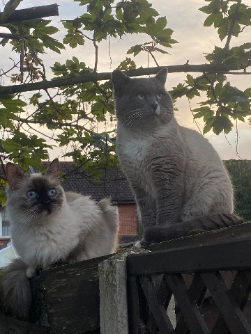 British shorthair  himalayan